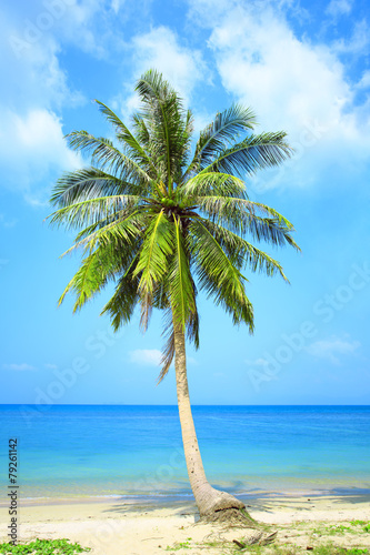 Palm tree lonely. Thailand. Koh Samui island.