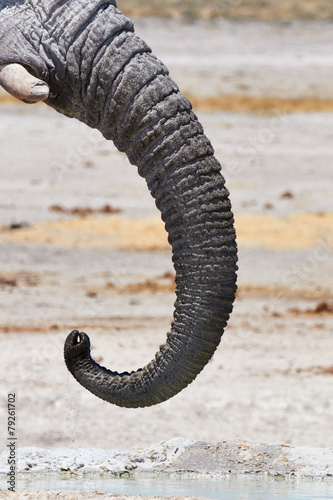 Trunk of an African elephant