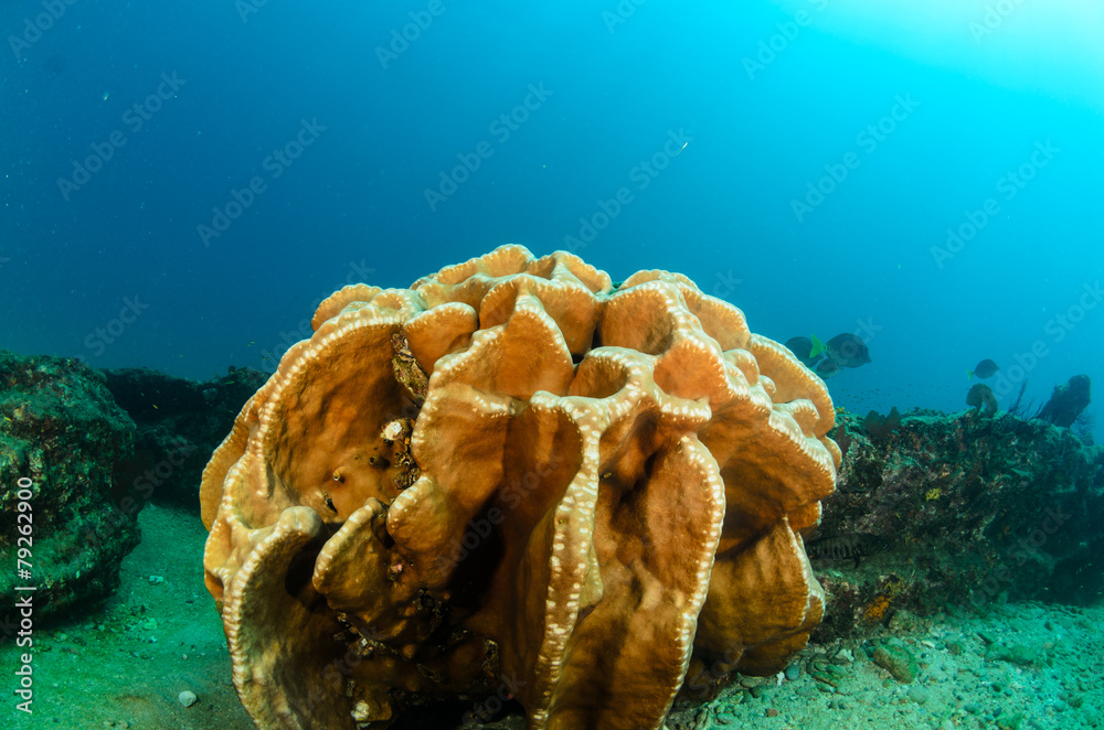 Fototapeta premium Cabo pulmo reefs