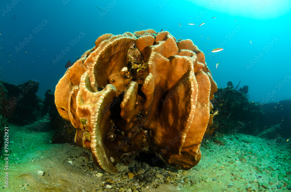 Fototapeta premium Cabo pulmo reefs