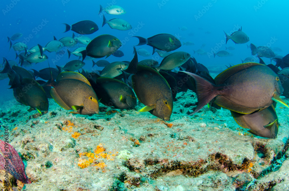 Obraz premium surgeonfis, sea of cortez