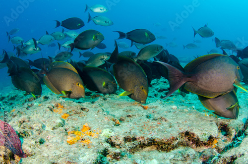 surgeonfis, sea of cortez