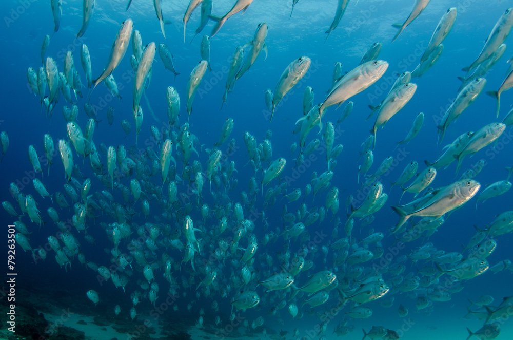 Fototapeta premium Cabo pulmo silver fish