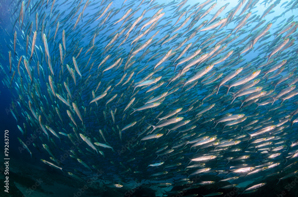 Fototapeta premium Cabo pulmo silver fish