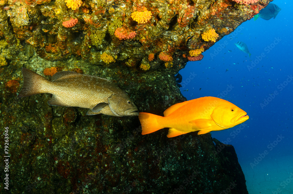 Obraz premium grouper, sea of cortez