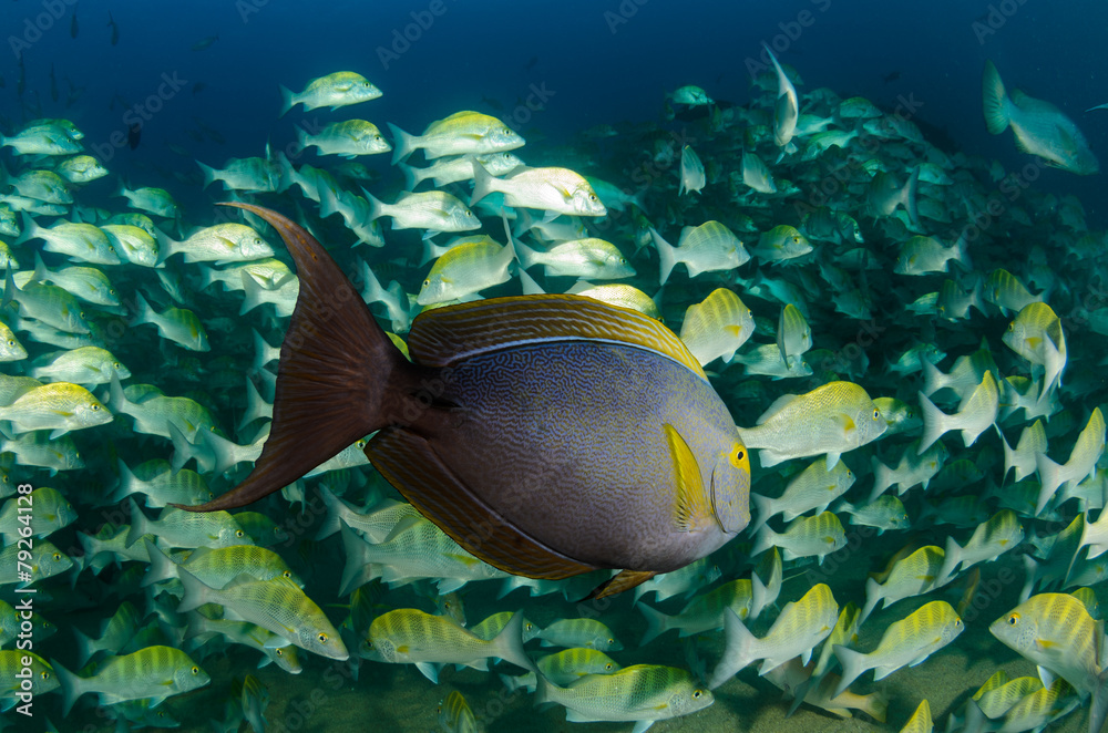 Obraz premium surgeonfis, sea of cortez