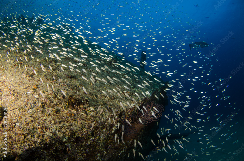 Fototapeta premium Cabo pulmo reef fishes.