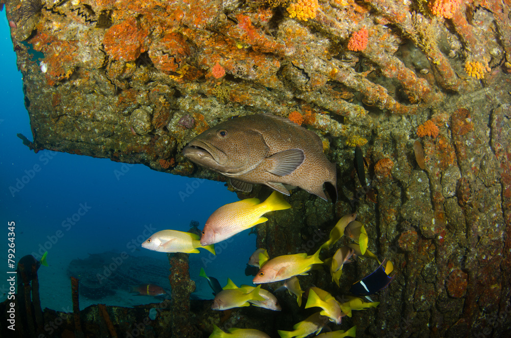 Obraz premium grouper, sea of cortez