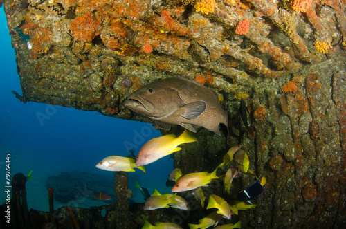grouper, sea of cortez