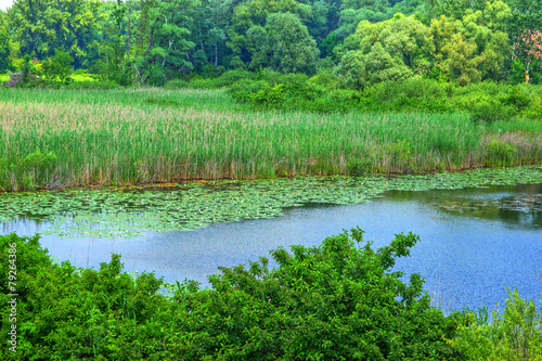 Cane on Lake Shore