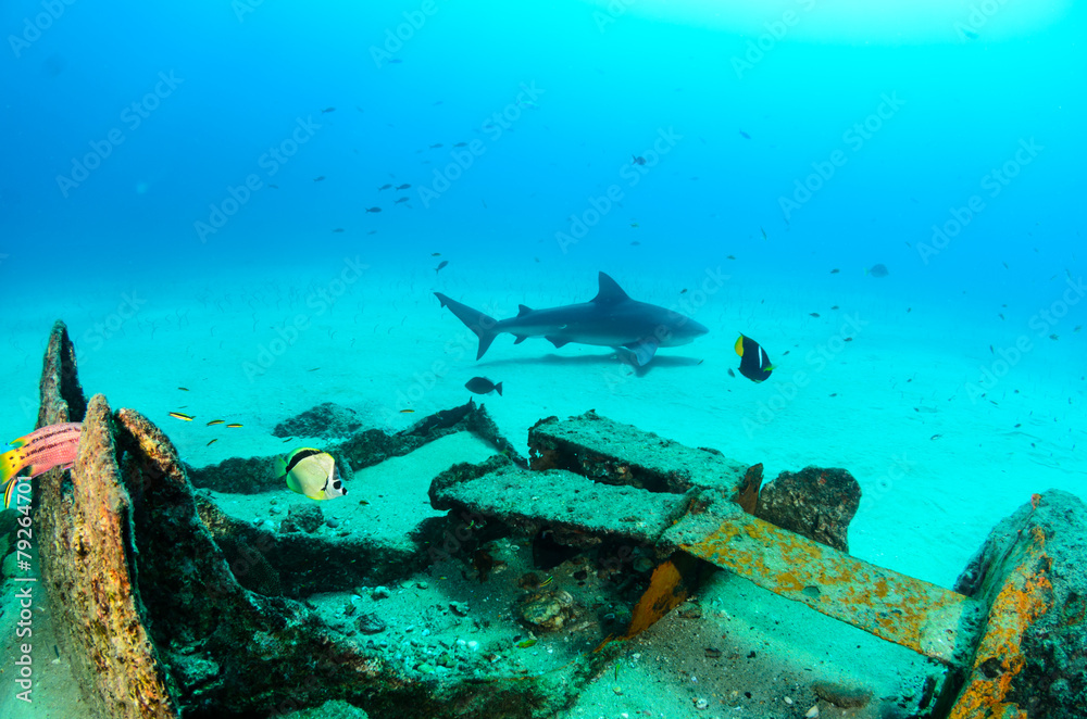 Obraz premium bull shark, sea of cortez