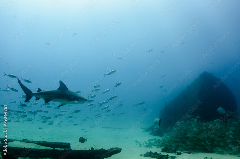 Obraz premium Cabo Pulmo Bull shark