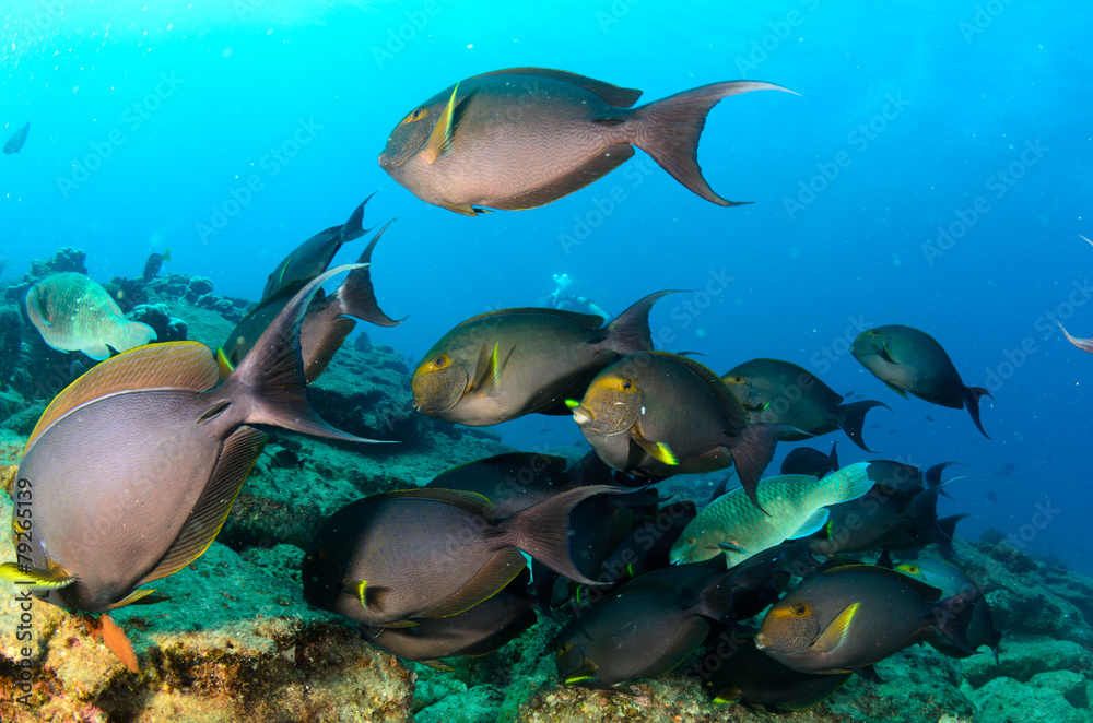 Obraz premium surgeonfis, sea of cortez