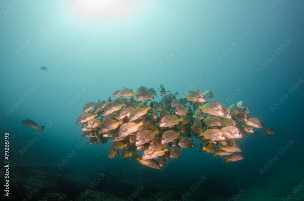 Obraz premium grunts and snappers from the sea of cortez