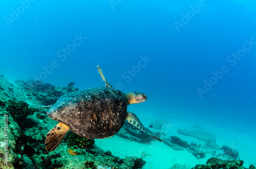 Sea turtle resting in the reefs of Cabo Pulmo National Park, Cousteau once named it The world's aquarium. Baja California Sur,Mexico.

