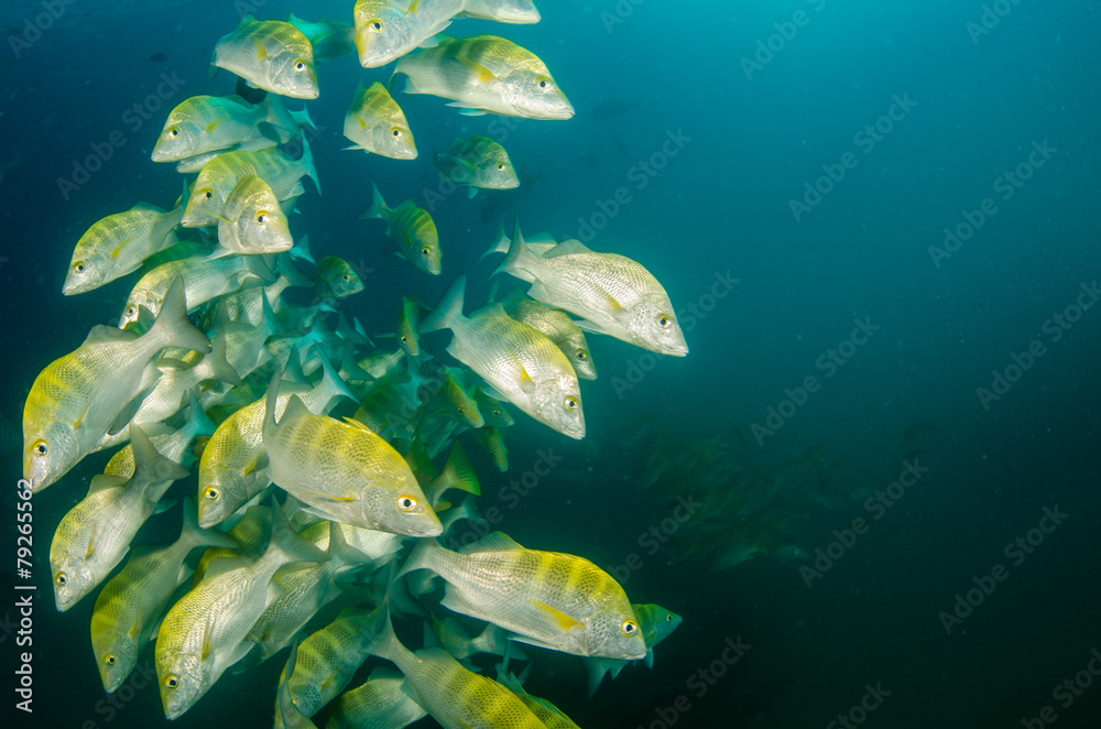 Obraz premium grunts and snappers from the sea of cortez