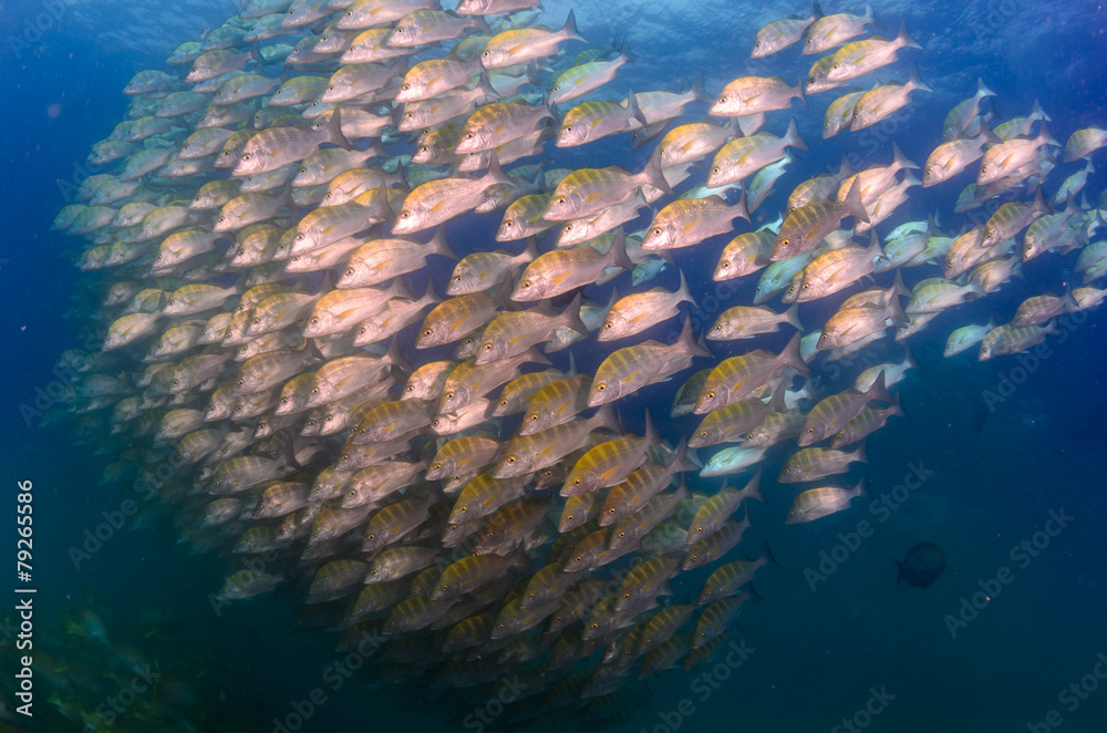 Obraz premium grunts and snappers from the sea of cortez