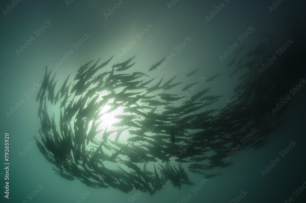 Fototapeta premium trevally school, cabo pulmo