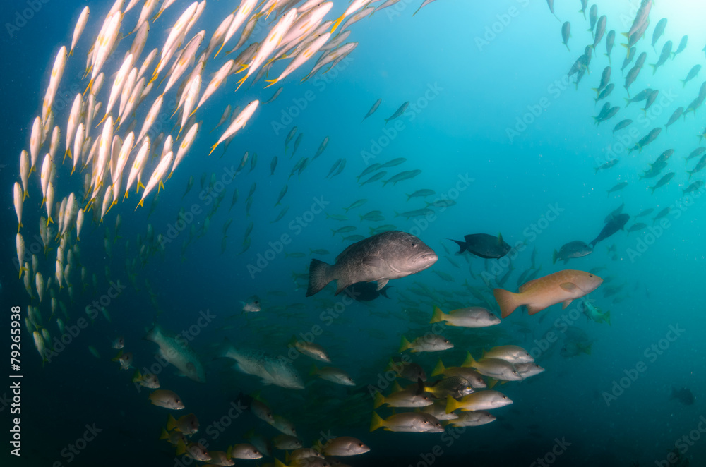 Obraz premium grouper, sea of cortez