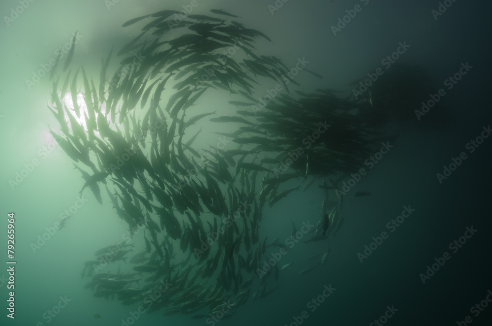 Fototapeta premium trevally school, cabo pulmo