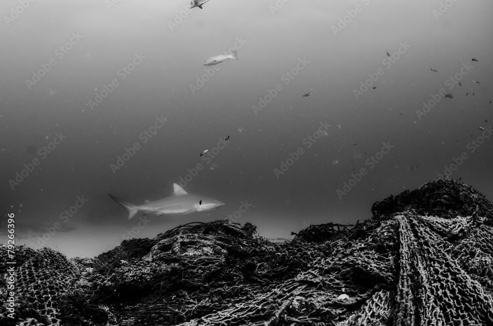 Fototapeta premium Cabo Pulmo Bull shark
