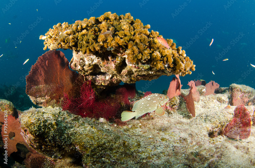 Fototapeta premium cabo pulmo reef