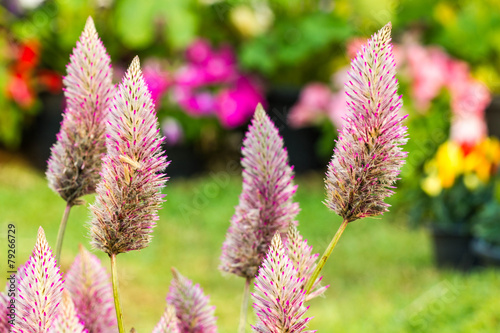 Fototapeta Naklejka Na Ścianę i Meble -  Ptilotus exaltatus (Joey) flower