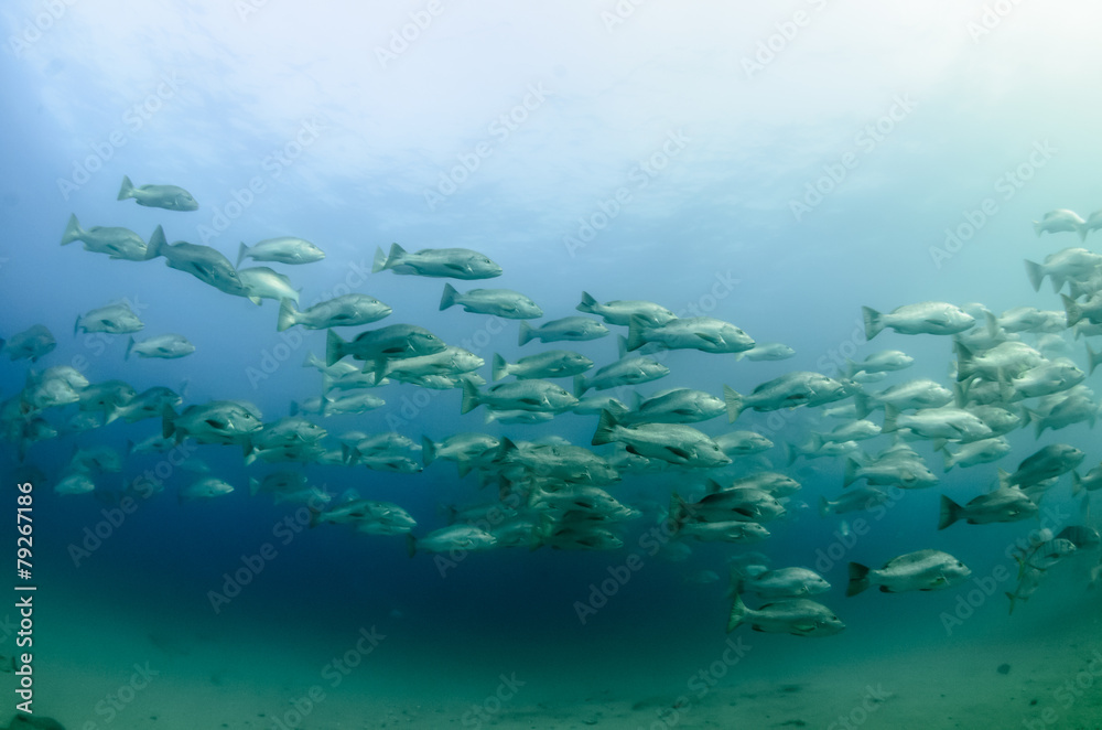 Obraz premium grunts and snappers from the sea of cortez