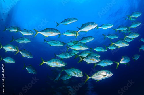 Cabo pulmo silver fish