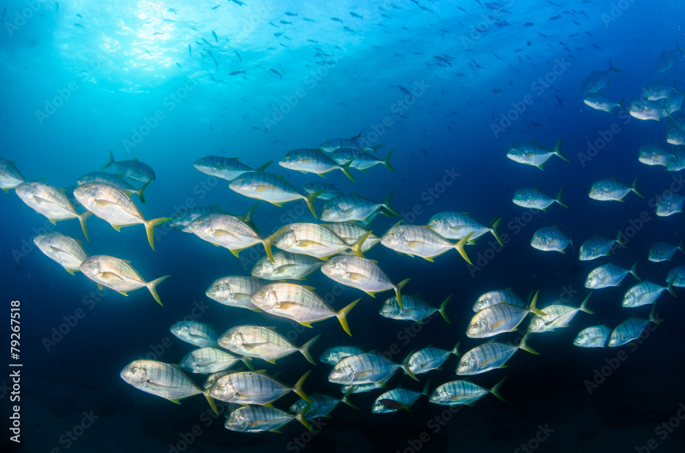 Fototapeta premium Cabo pulmo silver fish