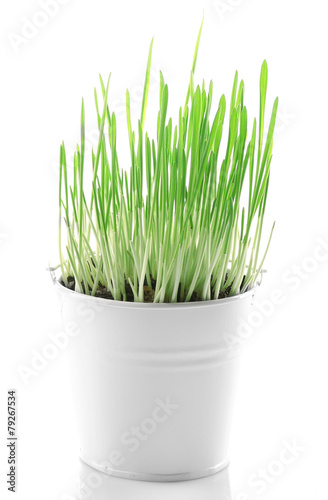 Fresh green grass in small metal bucket, isolated on white
