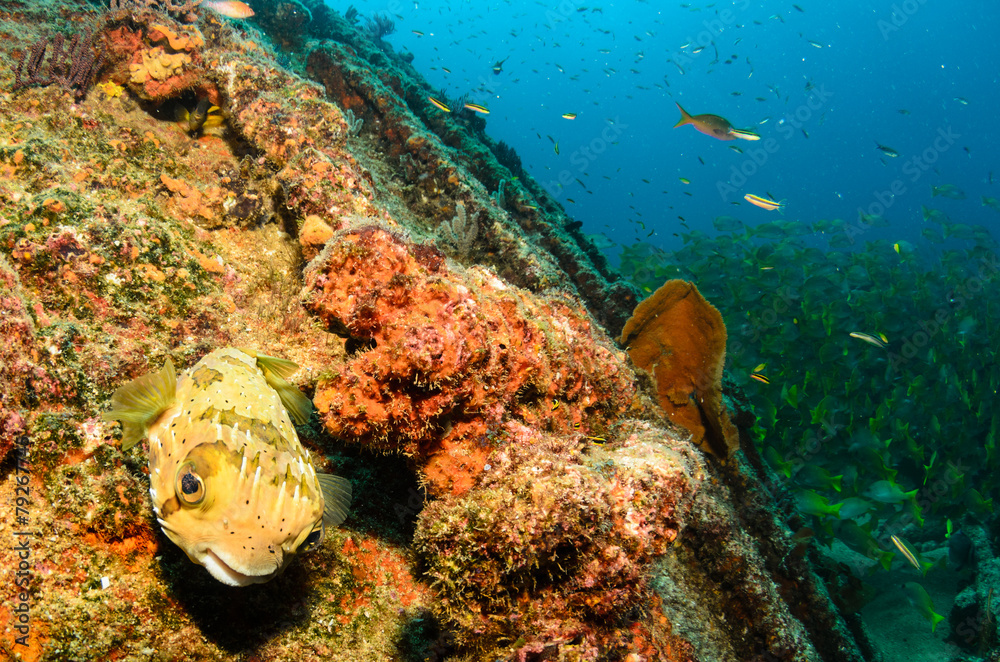 Fototapeta premium cabo pulmo reef
