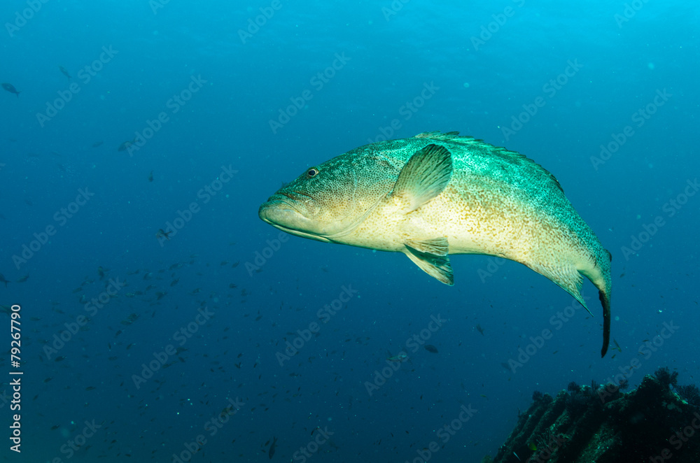 Obraz premium grouper, sea of cortez