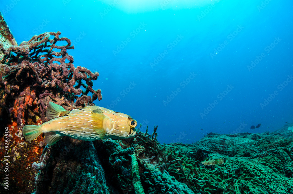 Fototapeta premium cabo pulmo reef