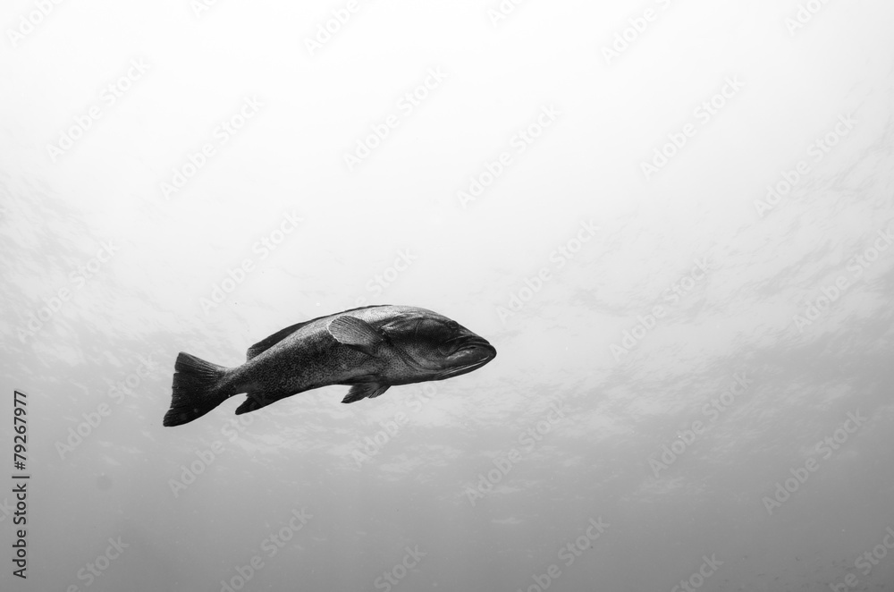 Obraz premium grouper, sea of cortez