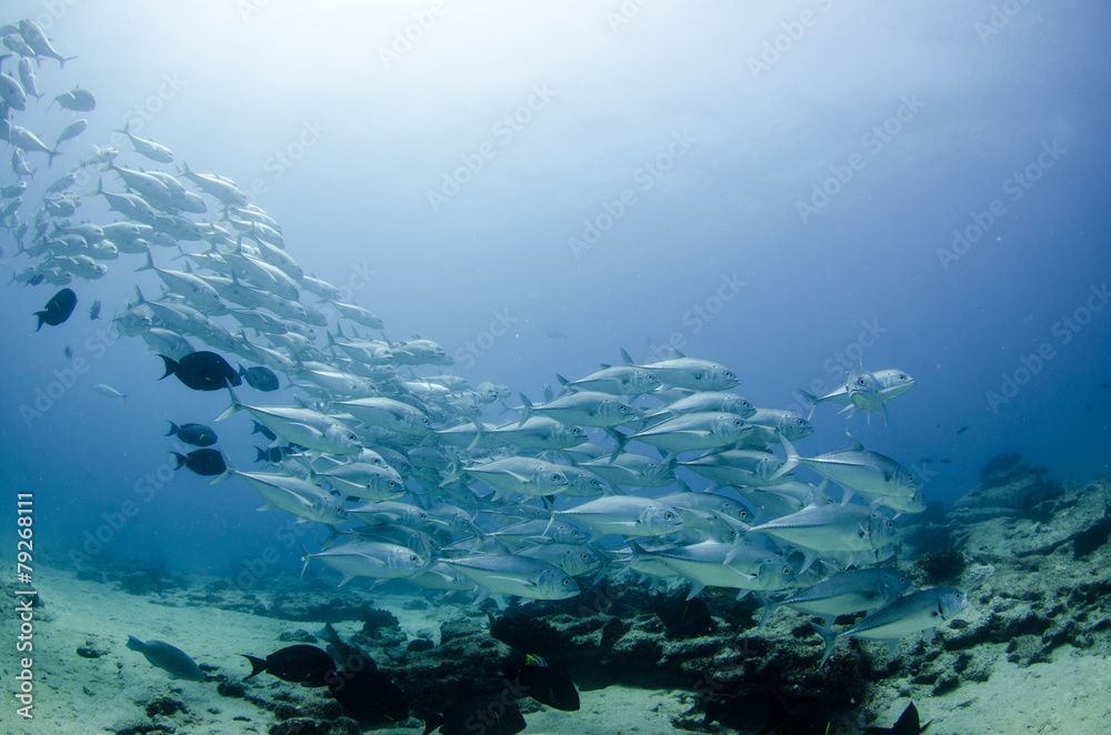 Obraz premium Cabo pulmo silver fish