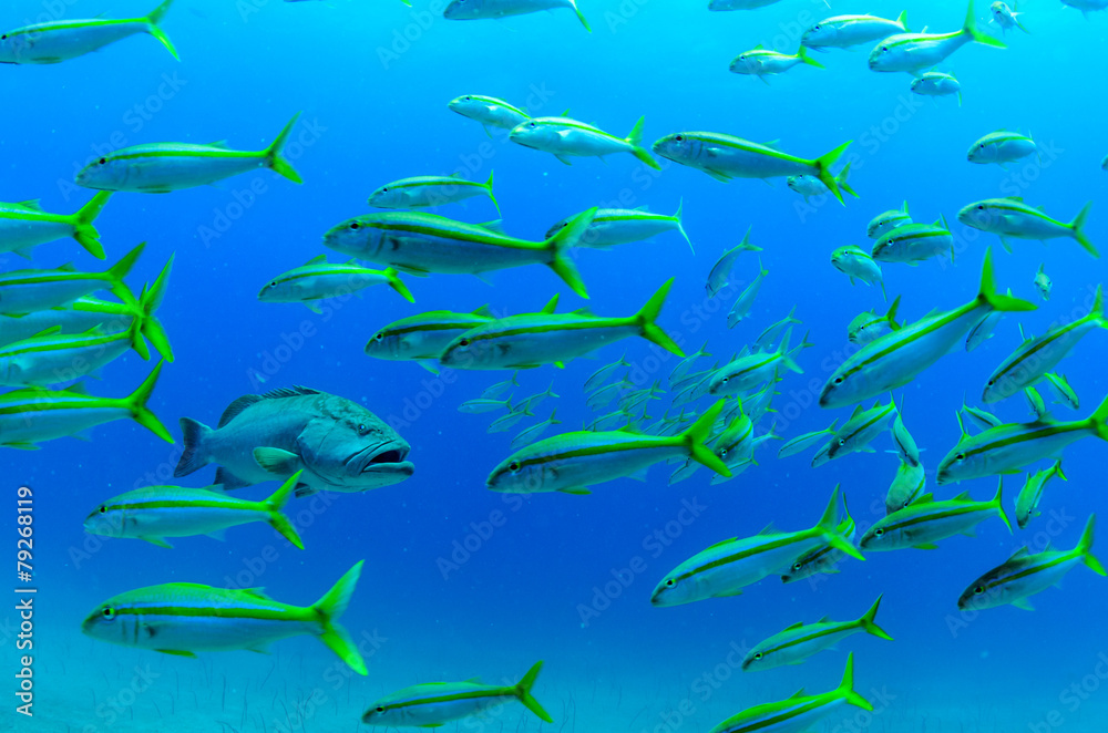 Fototapeta premium Cabo pulmo reef fishes.