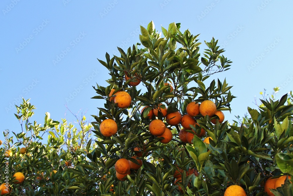 Oranges growing on a tree in Florida