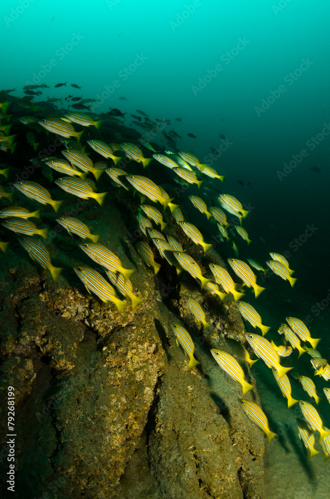 Fototapeta premium Cabo pulmo reef fishes.