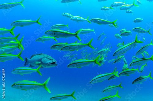 Cabo pulmo reef fishes.