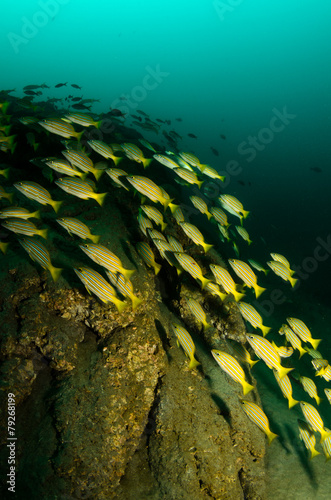 Cabo pulmo reef fishes. #79268199