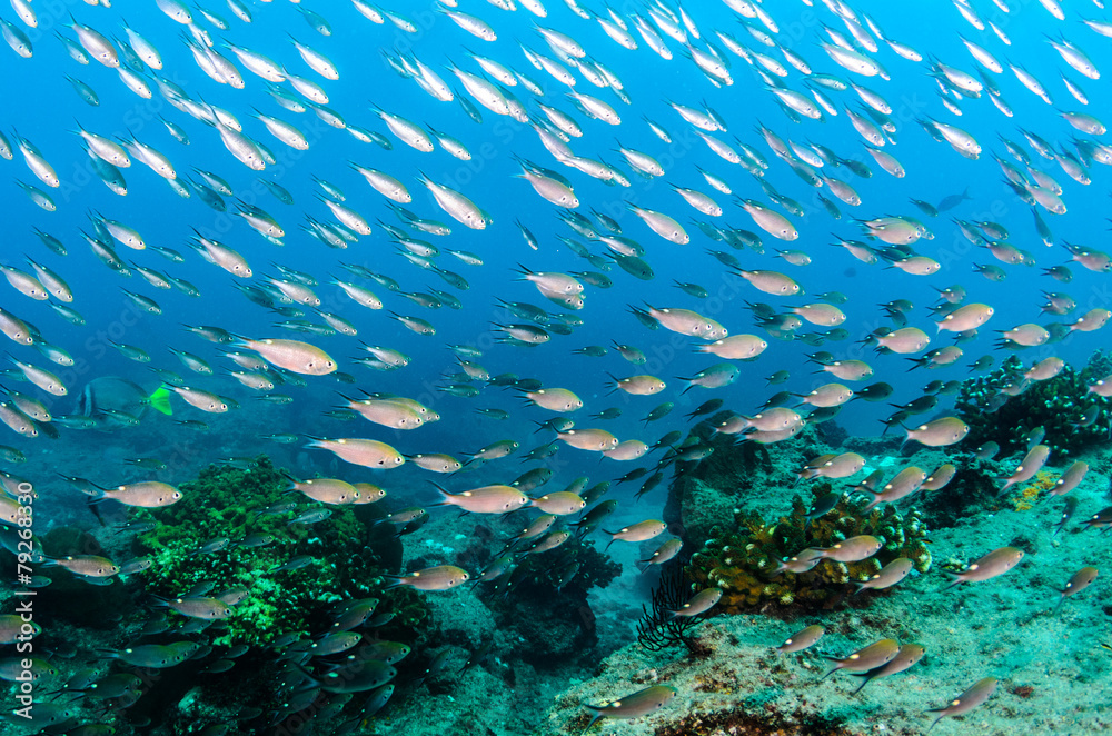 Fototapeta premium Cabo pulmo reef fishes.