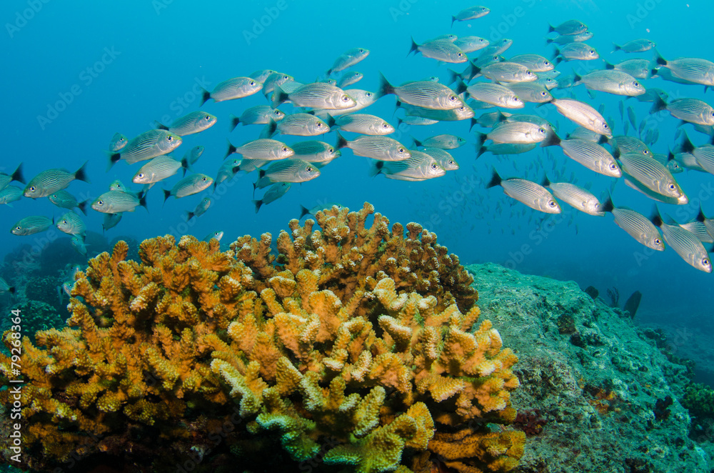 Fototapeta premium cabo pulmo reef