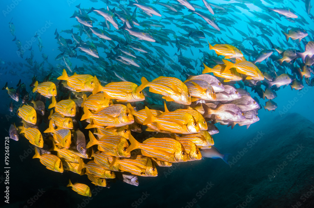 Fototapeta premium Grunts and snappers, Cabo pulmo.