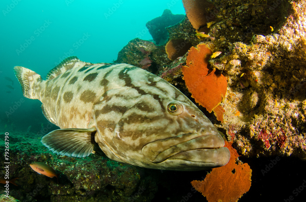 Fototapeta premium grouper, sea of cortez