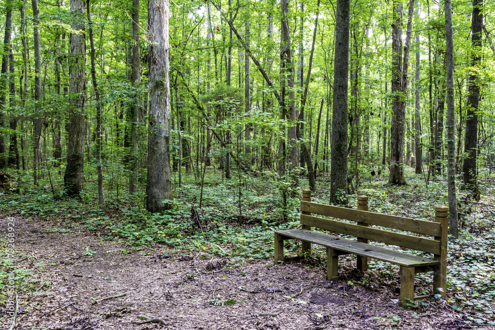 Trail leads through an Alabama park with a wood bench Trail leads through an Alabama park with a wood bench