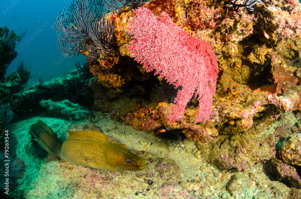 Fototapeta premium cabo pulmo reefs
