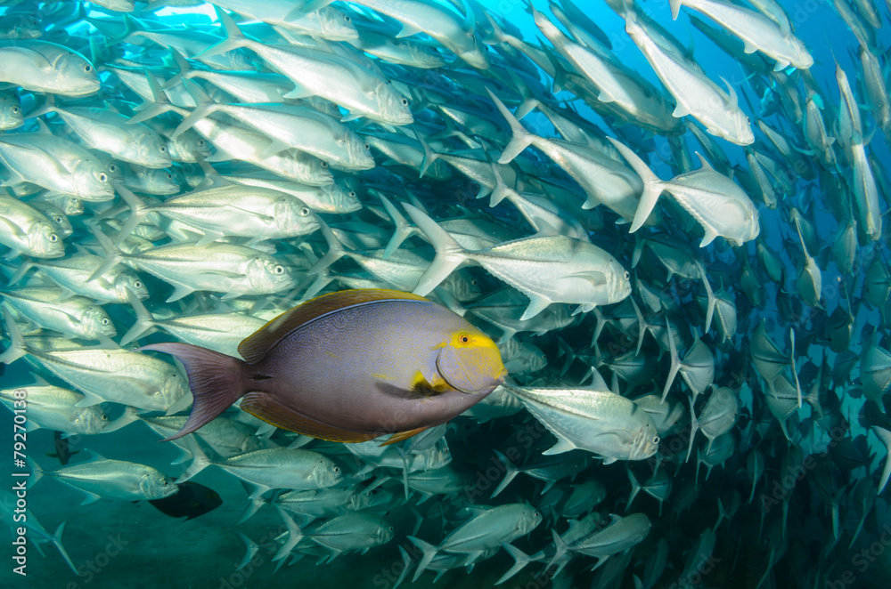 Obraz premium surgeonfish,sea of cortez