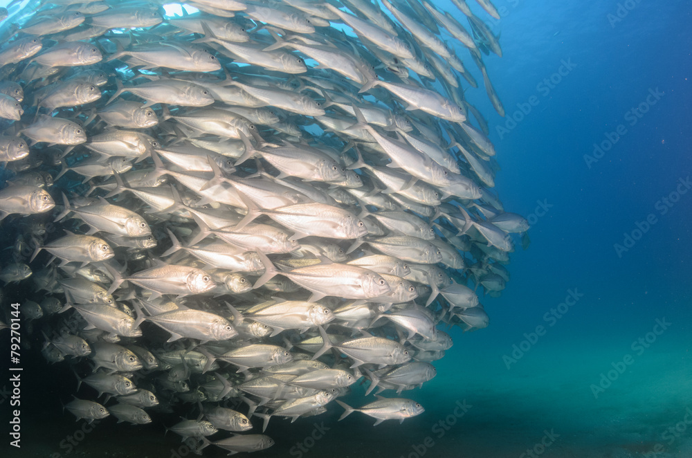 trevally school from the sea of cortez trevally school from the sea of cortez