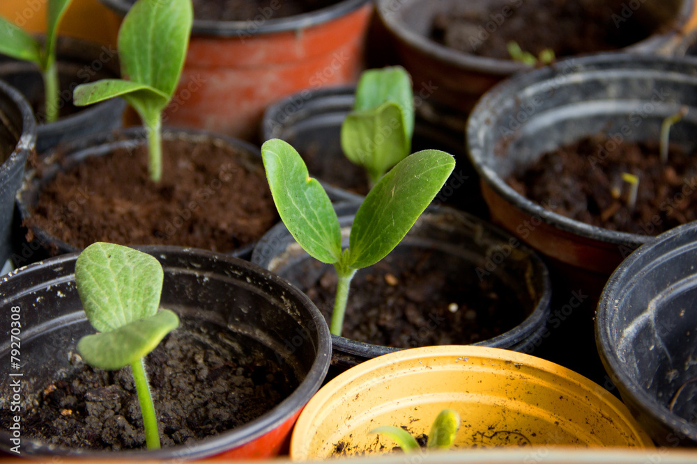 Nursellings of Cucumbers Nursellings of Cucumbers